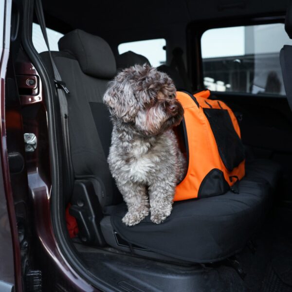 Jak bezpiecznie transportować zwierzęta w samochodzie: poradnik dla właścicieli czworonogów